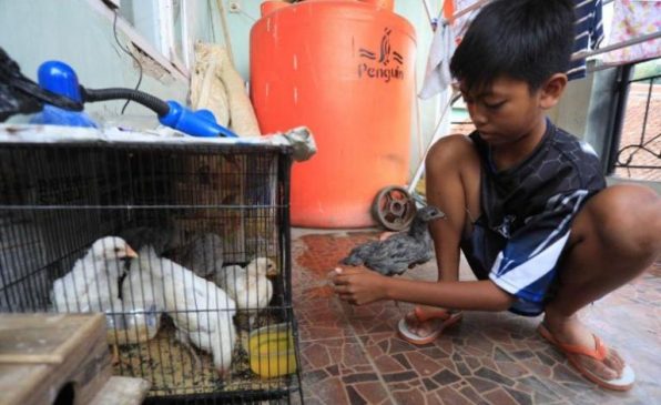 Pemeliharaan Anak Ayam Oleh Siswa SMPN 54 Bandung Mulai Menunjukkan Hasil