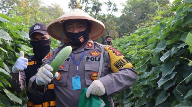 Polres Indramayu Polda Jabar Laksanakan Percepatan Pengolahan Tanah