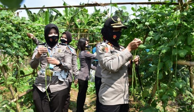 Kapolres Banjar Polda Jabar Bersama Polwan dan Bhayangkari Safari Ke Perkebunan KWT dan UMKM Desa Raharja