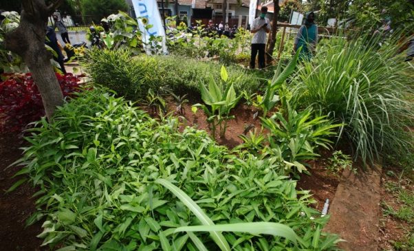 Program Buruan SAE Arcamanik Tingkatkan Ketahanan Pangan Plus Wisata Agraris
