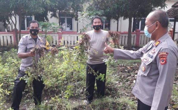 Polsek Ligung Polres Majalengka Panen Hasil Kebun Ketahanan Pangan untuk Warga Kurang Mampu
