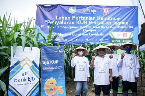 bank bjb Salurkan KUR Klaster kepada Para Petani Binaan CV Mutiara Bumi
