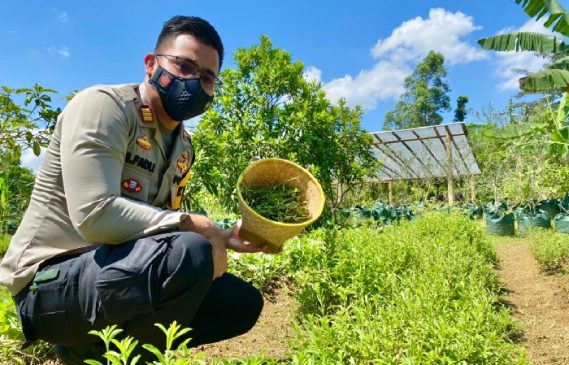 Kapolsek Klapa Nunggal Temukan Produk Pengganti Gula dari Ekstrak Daun Stevia