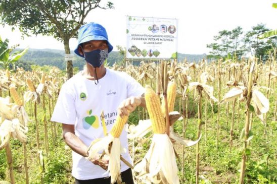 Lewat KUR Petani Milenial, Bukti bank bjb Dukung Kesejahteraan Petani Jagung