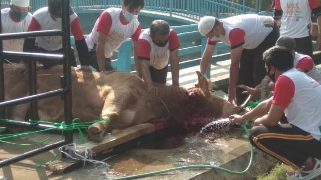 Iduladha 1442 H, Polda Jabar Sembelih 38 Hewan Kurban