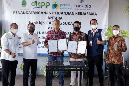 bank bjb dan Kelompok Ternak Haji Aang Gunawan Kerja Sama Budidaya Penggemukan Sapi