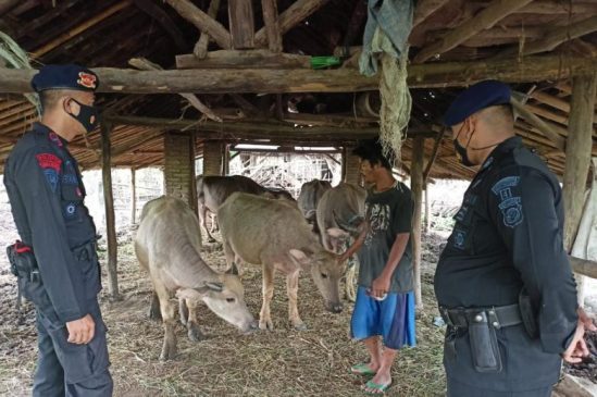 Dukung Program Ketahanan Pangan Nasional, Sat Brimob Polda Jabar Sambangi Peternakan Sapi