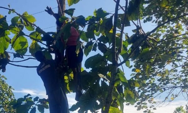 Seorang Petani Tewas Tersengat Listrik Tegangan Tinggi di Sumedang