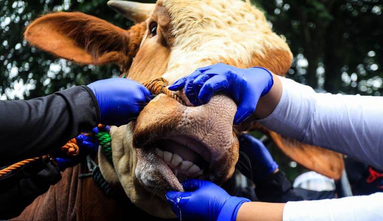 Jelang Iduladha, Pemkot Bandung Ajukan Vaksinasi Hewan Kurban