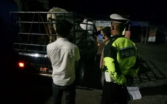 Kirim Tiga Ekor Sapi Malam Hari Guna Terhindar dari Pengecekan Polisi, Pick Up Diputarbalik Karena Tidak Dilengkapi SKKH