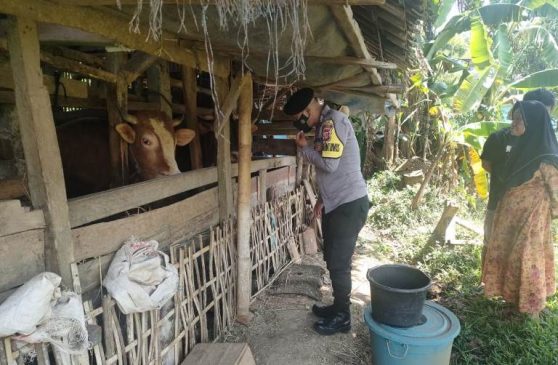 Polisi Lakukan Pemantauan Kesehatan Hewan Ternak