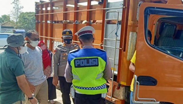 Tidak Dilengkapi Surat Kesehatan, Polisi Hentikan Dua Truk Pengirim Belasan Ekor Sapi