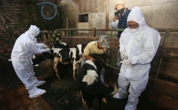 Cegah Penyebaran PMK, Pemkot Bandung Terus Lanjutkan Vaksinasi Hewan Ternak