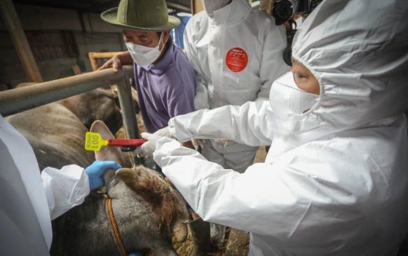 Pemkot Bandung Vaksin PMK 200 Hewan Ternak