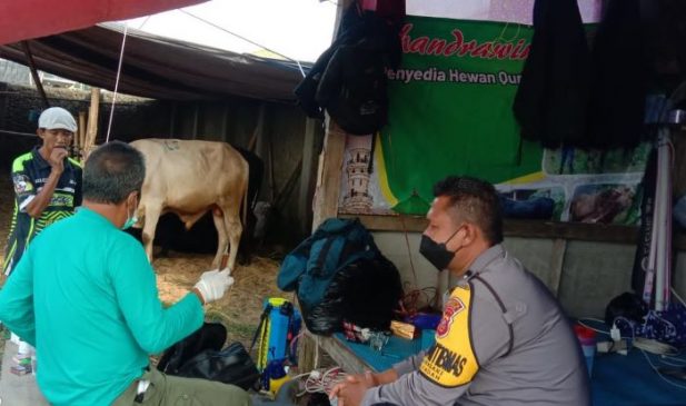 Polisi Pantau Kandang Sapi, Pastikan Hewan Ternak Tak Terjangkit PMK