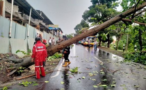 Sigap dan Tanggap, Polisi Bantu Evakuasi Pohon Tumbang di Jalan Sindangagung Kuningan