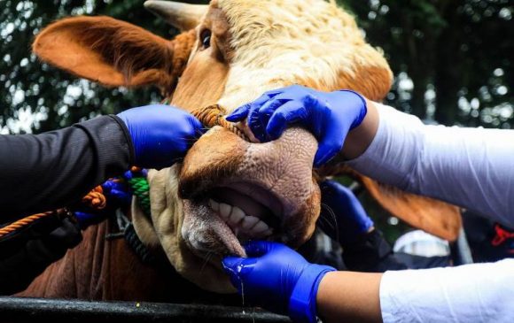 Sugianto Minta Pemerintah Perketat Pemeriksaan Hewan Qurban Jelang Idul Adha