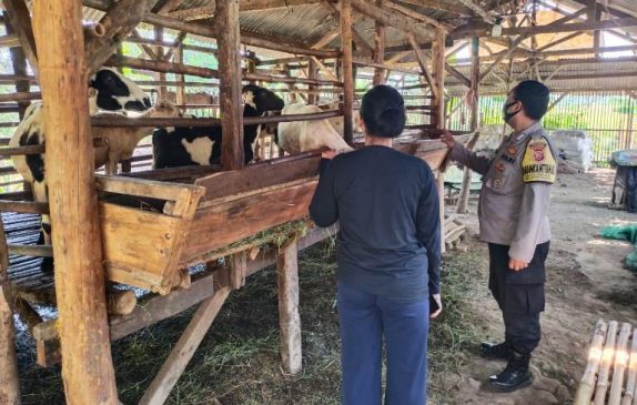 Antisipasi Merebaknya PMK, Polisi Lakukan Patroli Edukasi dan Imbauan Kepada Pemilik Hewan Ternak Dalam Rangka Ops Aman Nusa II