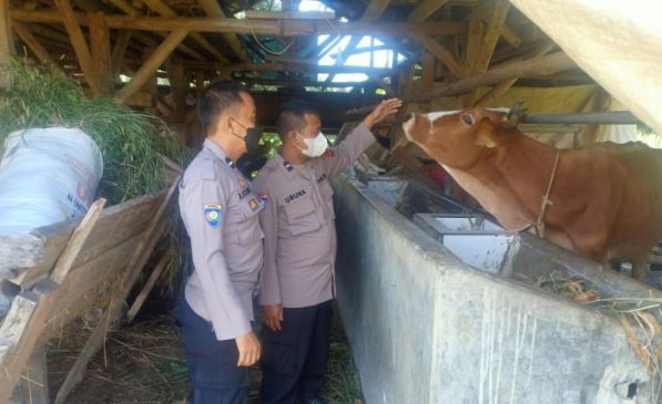 Antisipasi PMK Jelang Qurban, Polisi Lakukan Pemantauan Kandang Hewan Ternak di Desa Maja