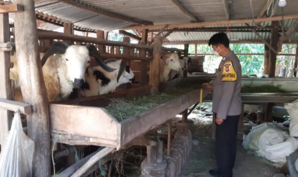 Awasi PMK, Polisi Sambangi Kandang Hewan Milik Warga Dalam Rangka Ops Aman Nusa II