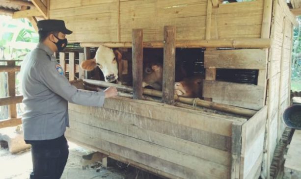 Cegah PMK, Polisi Terus Laksanakan Pemantauan Kesehatan Ternak di Wilayahnya Dalam Rangka Ops Aman Nusa II