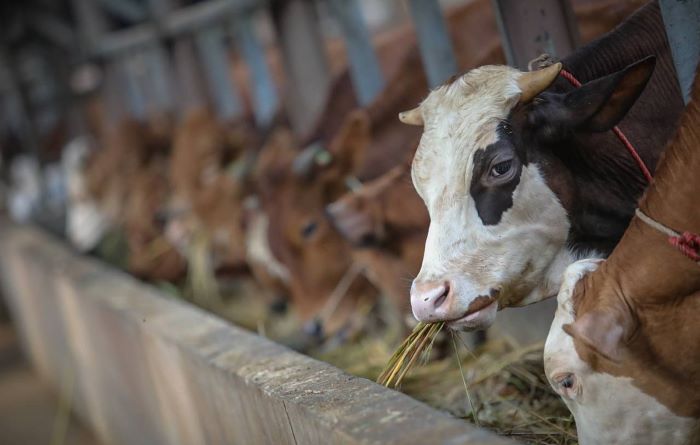 Iduladha 1443 Hijriah, Pemkot Bandung Sebarkan 100 Ekor Kambing dan 45 Ekor Sapi