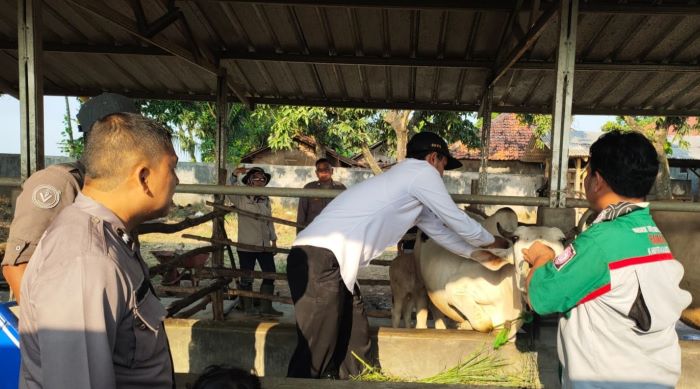 Ops Aman Nusa II Dukung Pemerintah Cegah PMK, Polisi Dampingi Dinas Peternakan Lakukan Vaksinasi PMK Pada Sapi