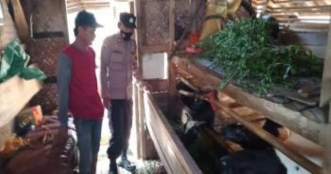 Polisi Gencar Cek dan Monitoring Hewan Ternak Dalam Rangka Ops Aman Nusa II di Subang