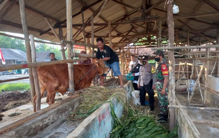 Antisipasi PMK Polisi Vaksin Ternak Hewan di Desa Jatimerta Cirebon Kota
