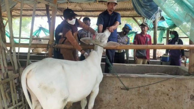 Cegah PMK, Puluhan Hewan Ternak di Wilayah Kecamatan Krangkeng Disuntik Vaksin