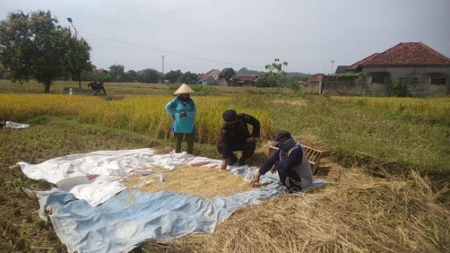 Dukung Ketahanan Pangan Nasional, Sat Brimob Polda Jabar Bina Para Petani di Desa Wanasaba Kidul