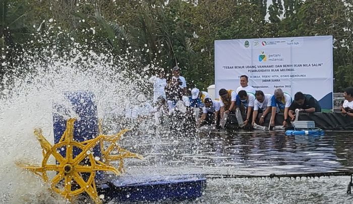 bank bjb-Pemprov Jabar Tebar Benih Udang Vaname di Kabupaten Pangandaran