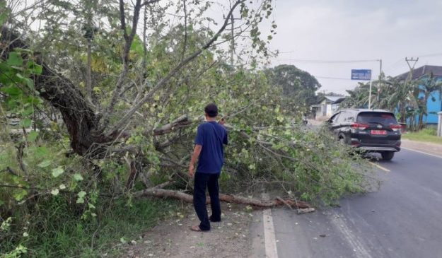 Polisi Bersihkan Pohon Tumbang yang Halangi Jalan Raya di Desa Panyindangan Wetan
