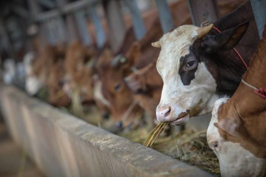 DKPP Kota Bandung Telah Vaksin 1.369 Hewan Kurban