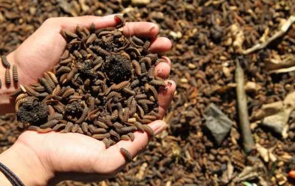 Perubahan Perilaku, Maggotisasi Jurus Ampuh Olah Sampah Organik di Kota Bandung