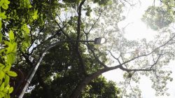 Pemkot Bandung Dukung Larangan Tebang Pohon di Jalan Provinsi