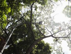 Pemkot Bandung Dukung Larangan Tebang Pohon di Jalan Provinsi