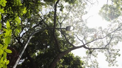 Pemkot Bandung Dukung Larangan Tebang Pohon di Jalan Provinsi