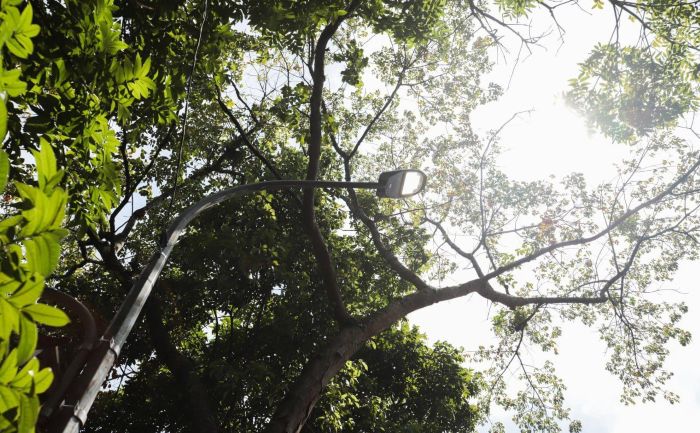 Pemkot Bandung Dukung Larangan Tebang Pohon di Jalan Provinsi