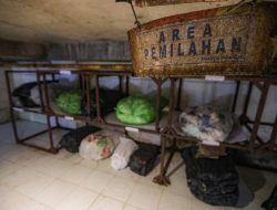 PVJ Bandung Olah 3,5 Ton Sampah per Hari, Budidaya Maggot Jadi Senjata Tekan Limbah