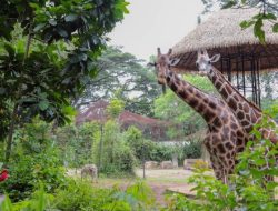 Bandung Zoo Masuki Era Baru, PT Fauna Land Ancol Menangi Lelang Pengelolaan