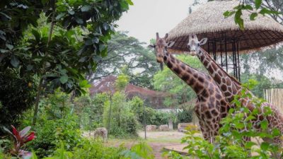 Bandung Zoo Masuki Era Baru, PT Fauna Land Ancol Menangi Lelang Pengelolaan