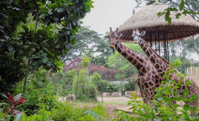 Bandung Zoo Masuki Era Baru, PT Fauna Land Ancol Menangi Lelang Pengelolaan