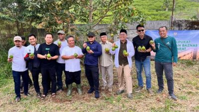 Panen Perdana Alpukat Binaan BAZNAS Jabar Jadi Titik Balik Kemandirian Petani Cianjur