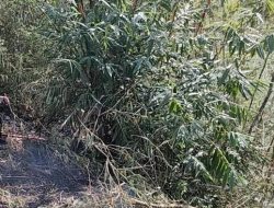 Polisi Bantu Padamkan Kebakaran Lahan Bambu Seluas 100 Tumbak di Pasirjambu Kabupaten Bandung