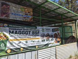 USB YPKP Kembangkan Budidaya Maggot di Padasuka, Sampah Organik Jadi Peluang Ekonomi